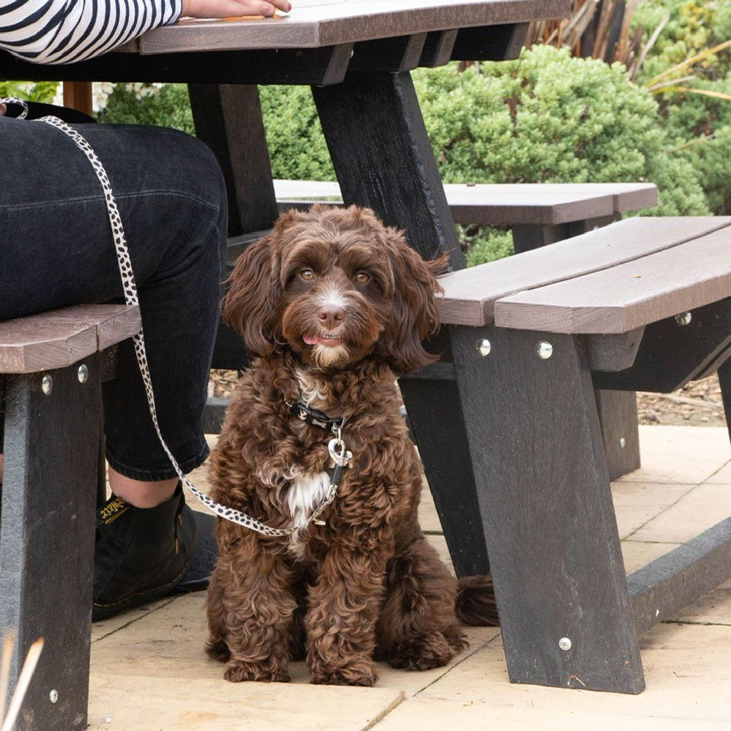 Your local dog friendly pub in Streetly